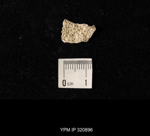 Juresania ovalis