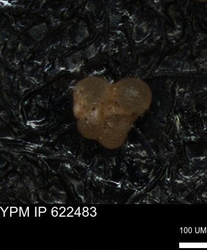 Rugoglobigerinidae?