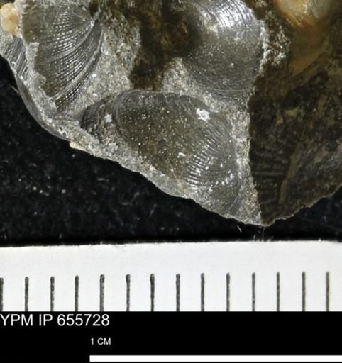 Limopsis?