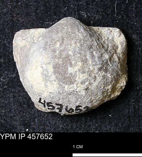 Helaspis sp.