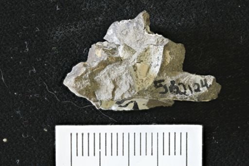 Limopsis sp.