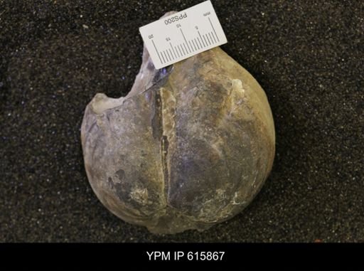 Inoceramus sp.