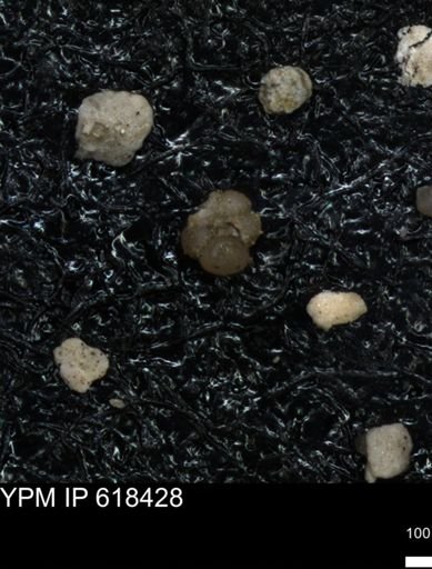 undet. Foraminiferida