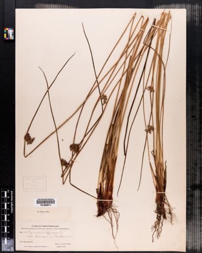 Juncus effusus