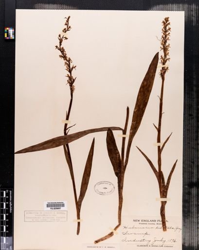 Habenaria