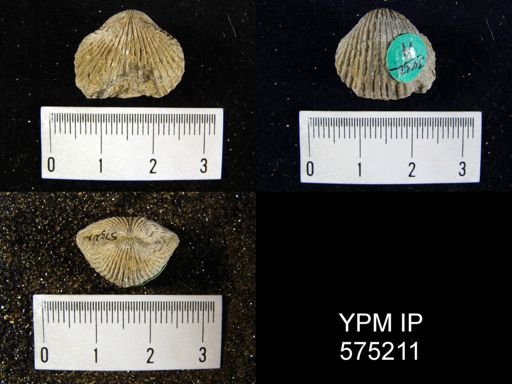 Anastrophia internascens