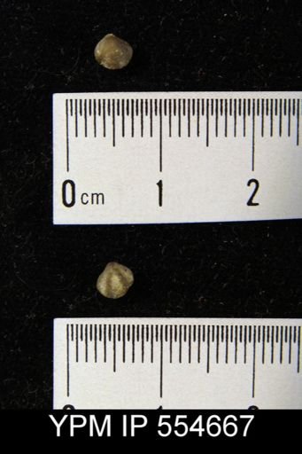Hyattidina congesta junea