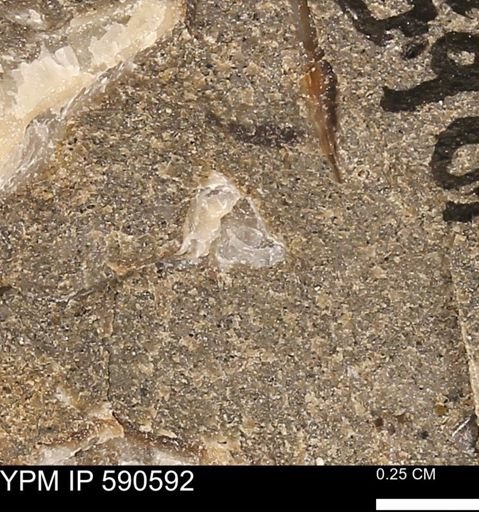 Ostreacea