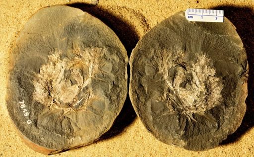 Asterophyllites grandifolia