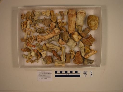 Anoplotherium tridactylum