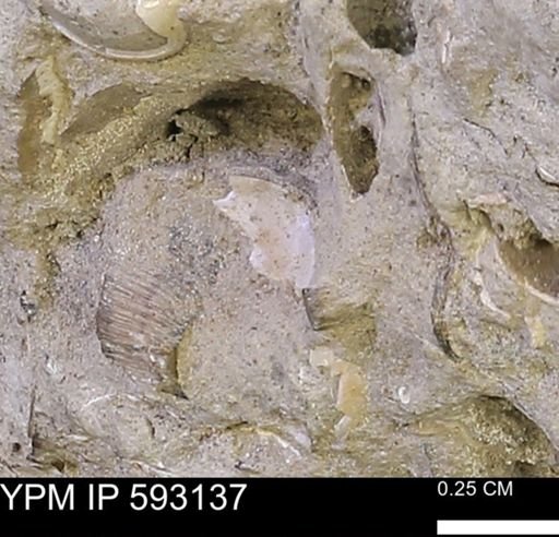 undet. Mollusca