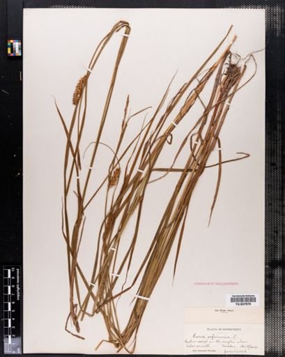 Carex vesicaria