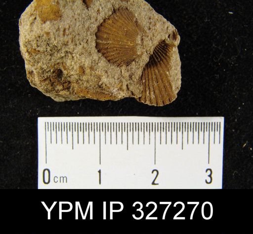 Rhynchospirina sp.