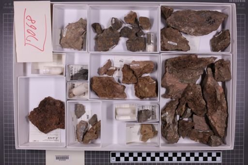 mixed taxa, stratigraphic collection