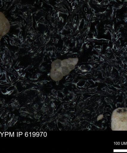 undet. Heterohelicidae