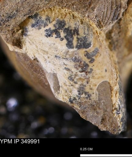 Limopsis striatopunctatus
