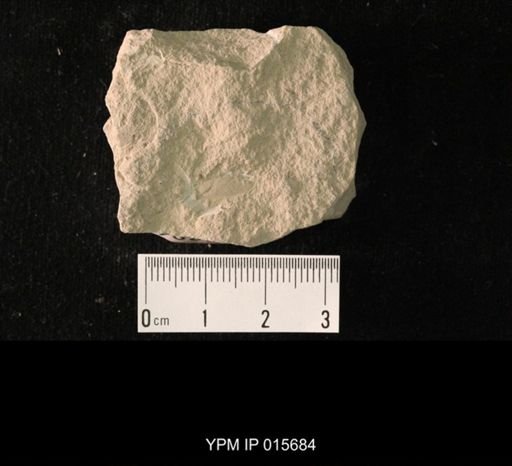 Pycnoblattina compacta