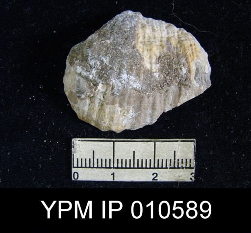 Productus ivesi
