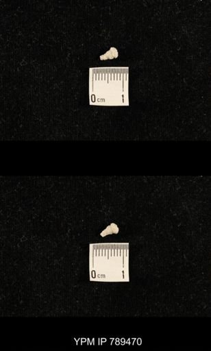 undet. Bryozoa