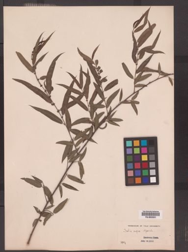 Salix nigra