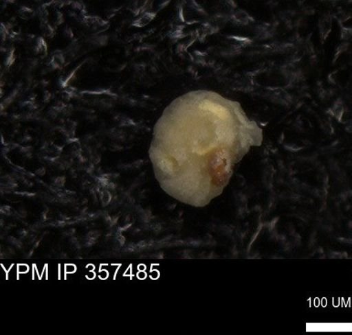 undet. Foraminiferida