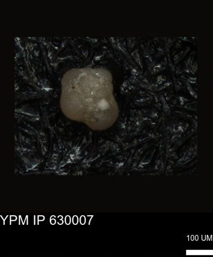undet. Foraminiferida