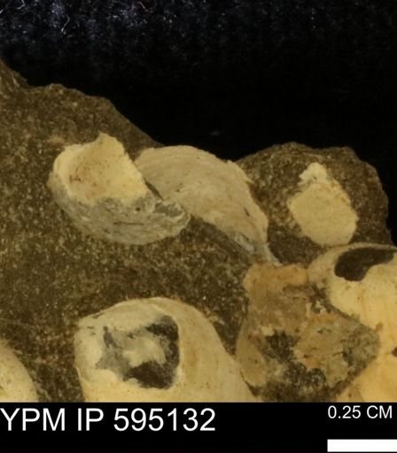 Protocardia sp.