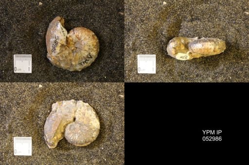 Discoscaphites gulosus