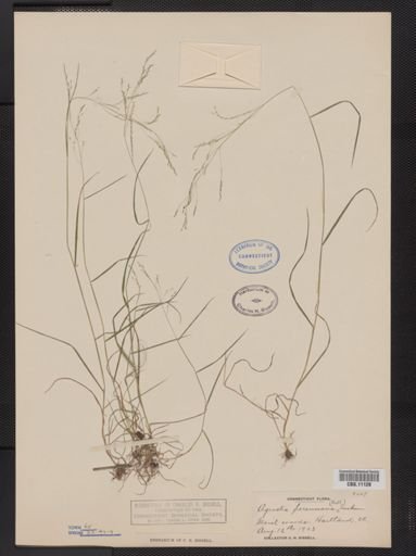 Agrostis perennans