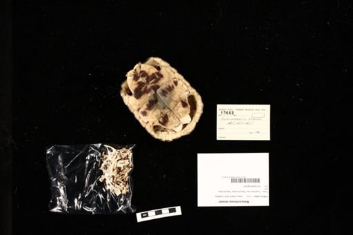 Malacochersus tornieri