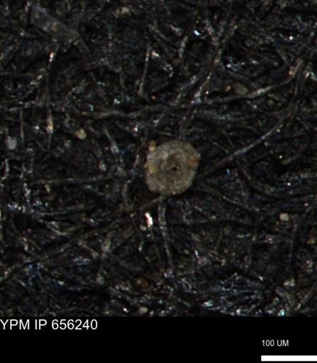 Spirolocammina subcircularis