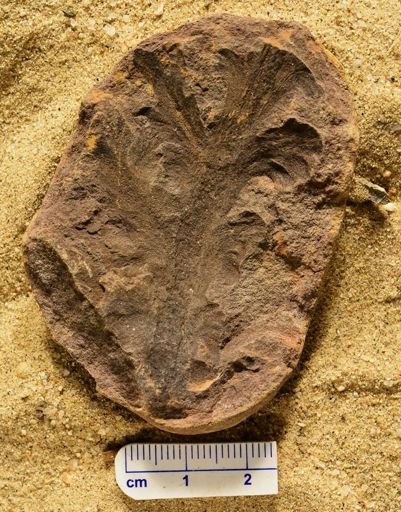 Aphlebia
