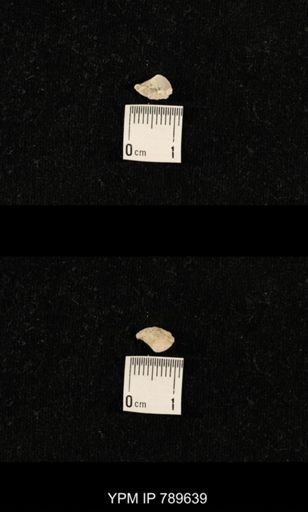 undet. Brachiopoda