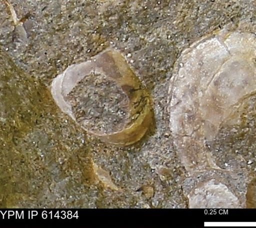 Limopsis striatopunctatus