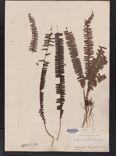 Plantae