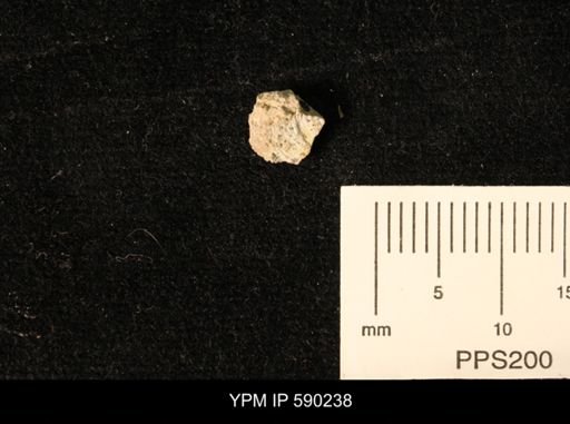 undet. Bivalvia