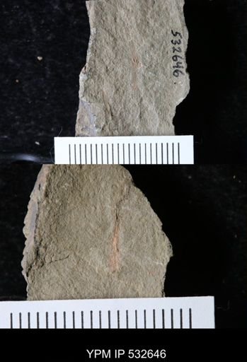 undet. Ichnofossil