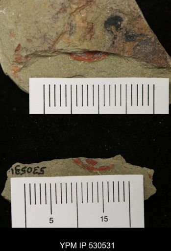 Xiphosurida?