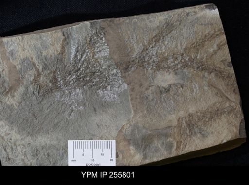 Bryozoa?