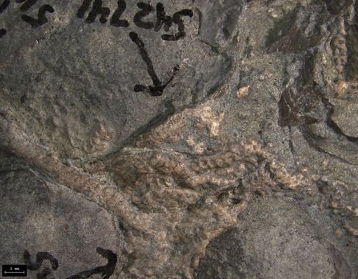 Aplocoma damesii