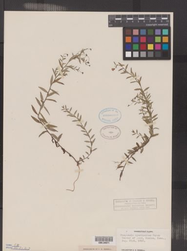 Campanula aparinoides