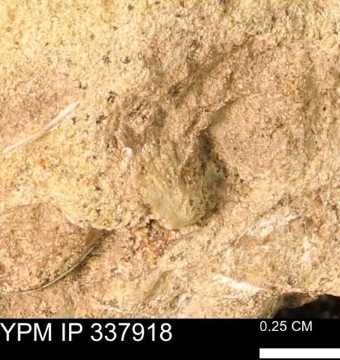 undet. Bivalvia