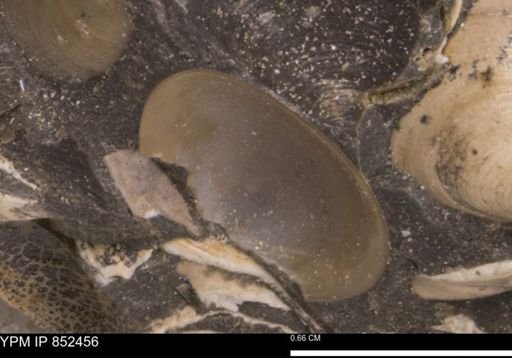 Limopsis striatopunctatus
