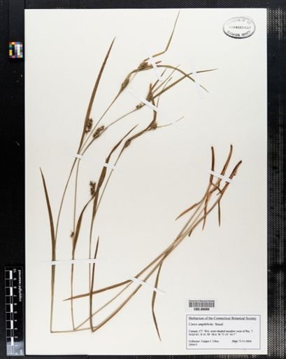 Carex amphibola