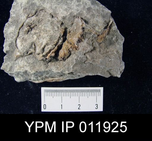 Prorichthofenia permiana