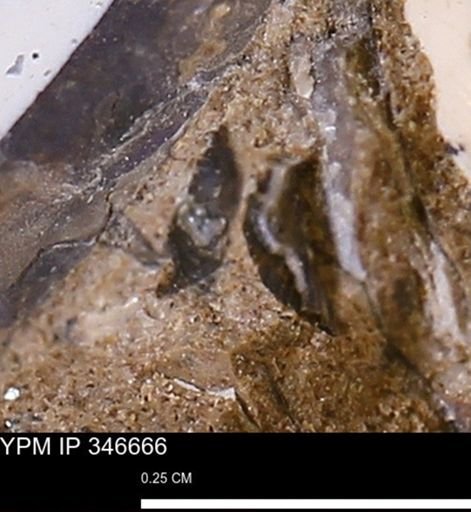 undet. Mollusca