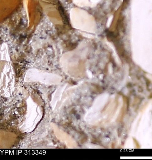 Corbicula sp.