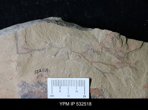 undet. Graptolithina