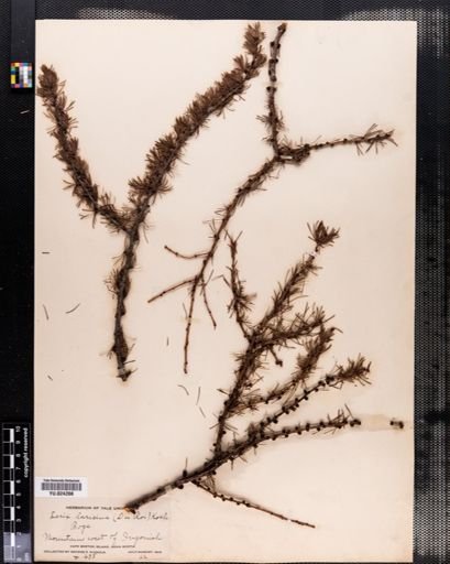 Larix laricina