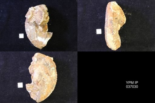 Jeletzkytes nebrascensis